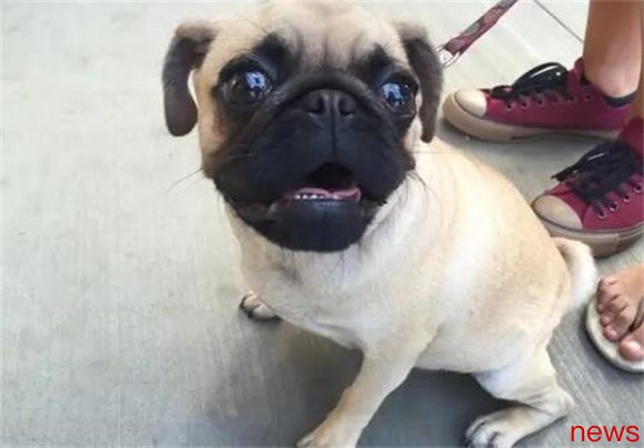 Is the pug abandonment rate high? Revealing its unknown shortcomings