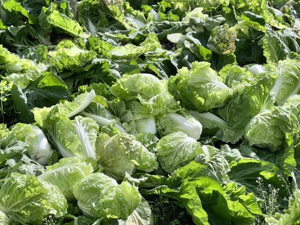 Can I still eat Chinese cabbage with dark spots? The fruit and vegetable vendor told you: This ingredient is good for health and it is a pity to lose it
