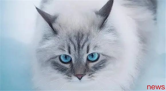 If you understand these behaviors, can you treat cats better