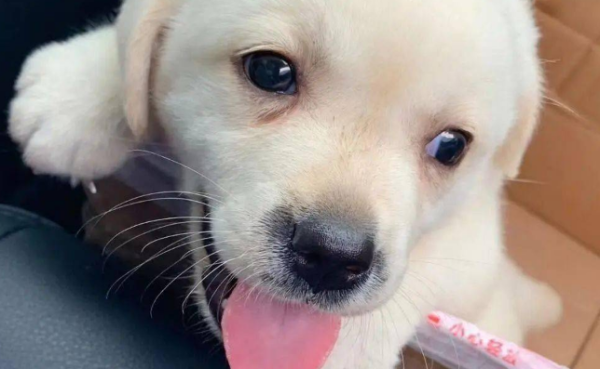 What are the famous dog breeds? You must know these types