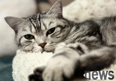 Why do cats hate taking baths so much? Actually, it s not because of fear of water