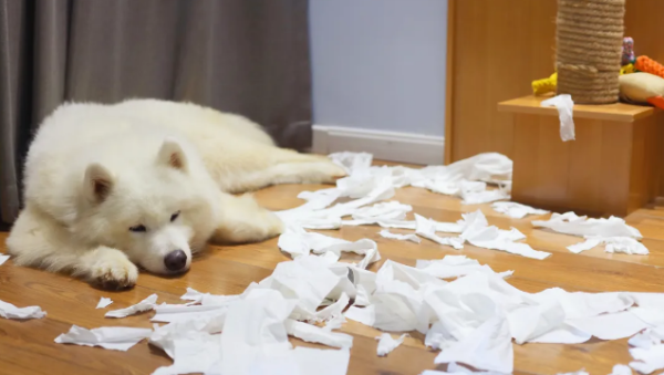 These 6 behaviors of dogs are 