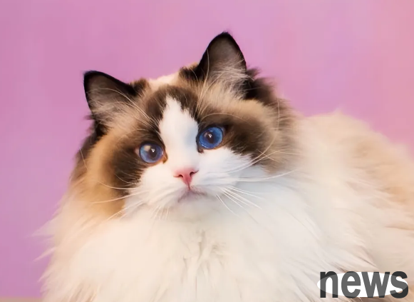 Six types of cats recognized as 