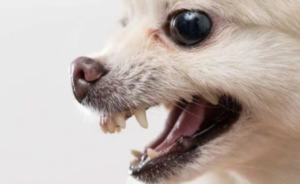 What to do if a dog s teeth fall off? Come and have a look