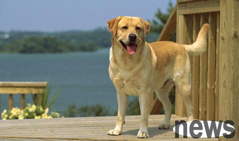 Do you have mastered this kind of physiological knowledge about dogs? Come and have a look